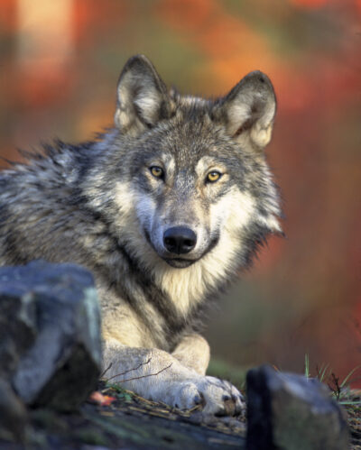 Front view of a resting Canis lupus (gray wolf)